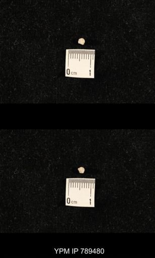 undet. Bryozoa