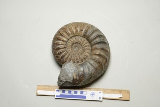 Asteroceras obtusum
