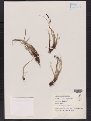 Carex