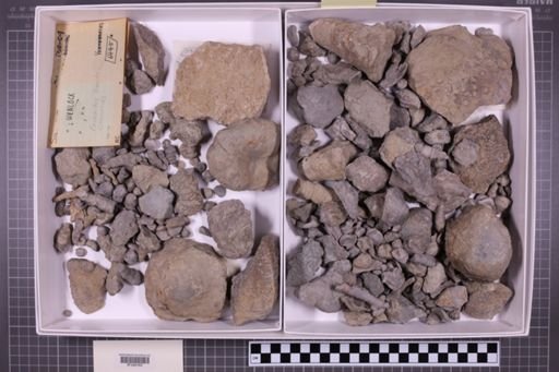 mixed taxa, stratigraphic collection