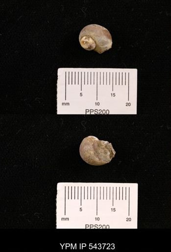 Euspira sp.