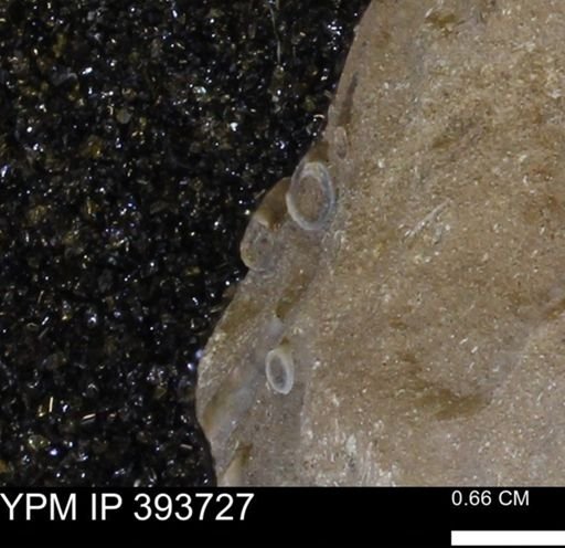 undet. Serpulidae