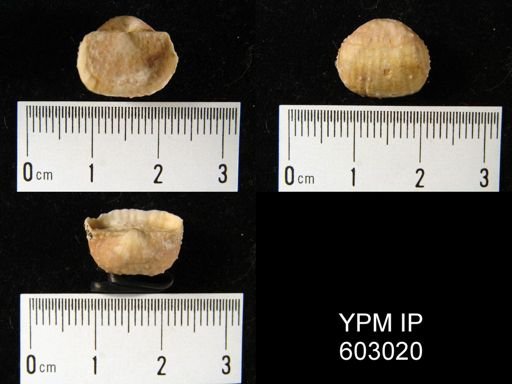 Avonia niger