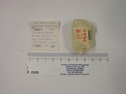 Teleoceras fossiger