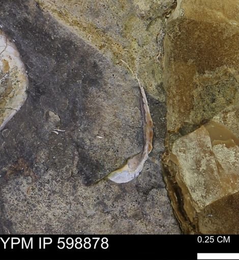 Hoploscaphites sp.