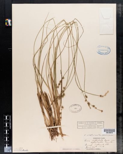 Carex cephalantha