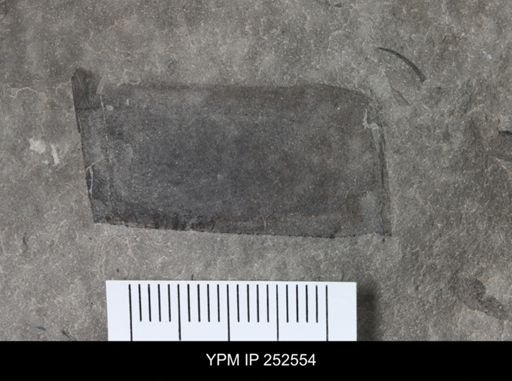 undet. Eurypterida