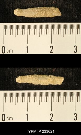 Archaeocidaris sp.