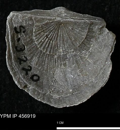 Stropheodonta sp.