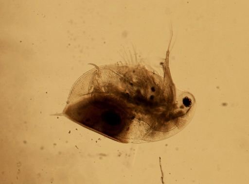 Daphnia pulex