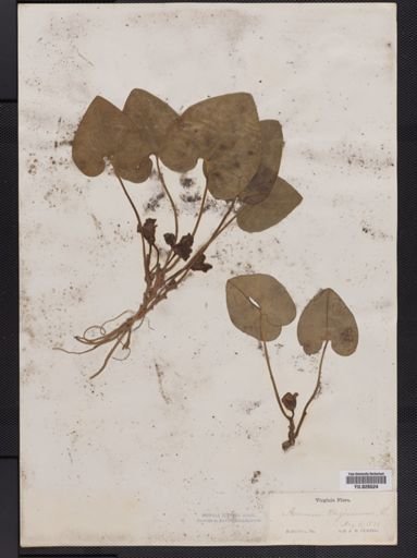 Asarum