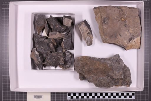 mixed taxa, stratigraphic collection