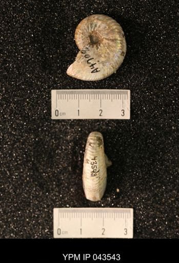 Hoploscaphites nicolletii