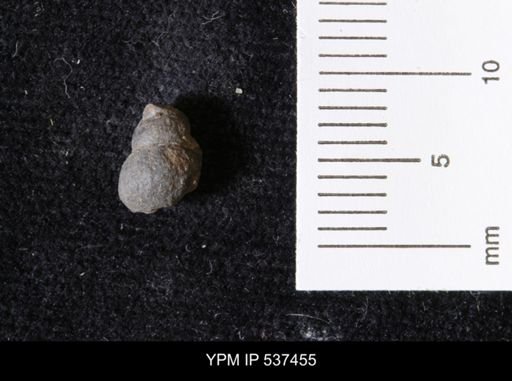 Goniobasis ortmanni