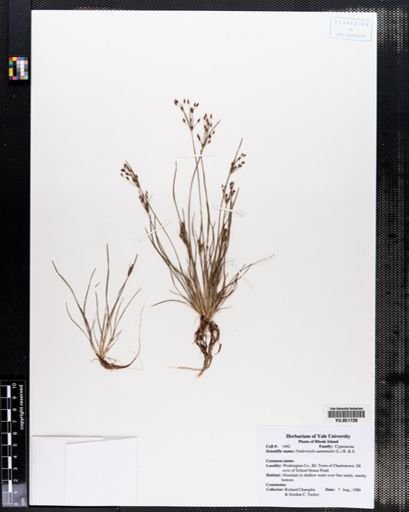 Fimbristylis autumnalis