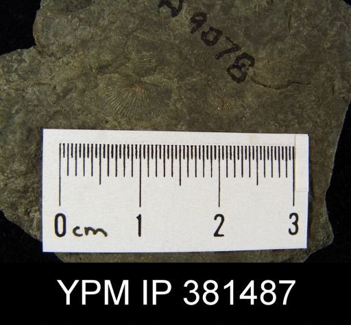 Devonochonetes sp.