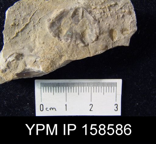 Rhynchotrema anticostiensis
