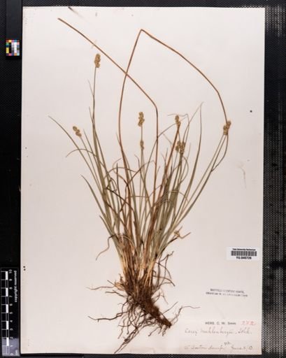 Carex muhlenbergii