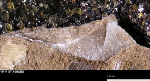 undet. Mollusca