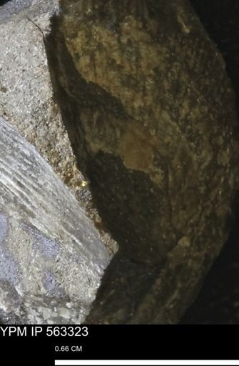 Oxytoma (Hypoxytoma)