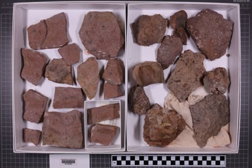 mixed taxa, stratigraphic collection