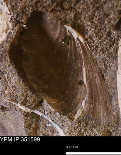 Limopsis striatopunctatus