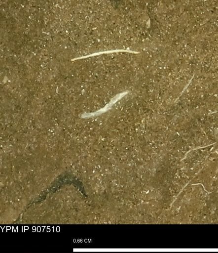 undet. Mollusca