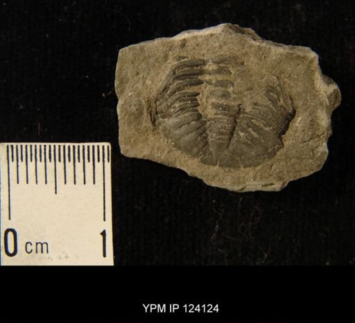 Phacops rana