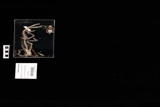 Tupinambis rufescens
