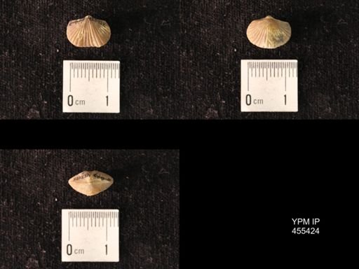Platystrophia morrowensis