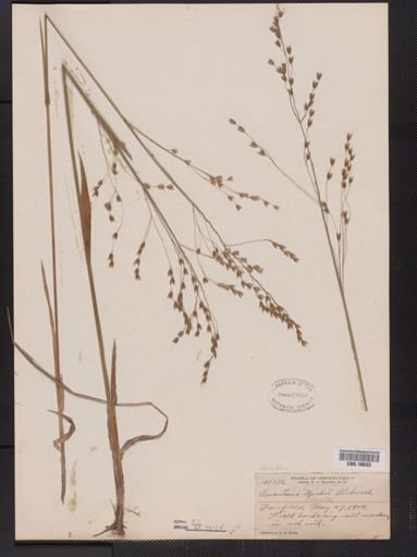 Anthoxanthum nitens