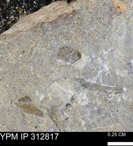 undet. Bivalvia