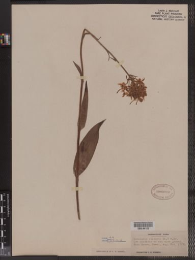 Habenaria ciliaris