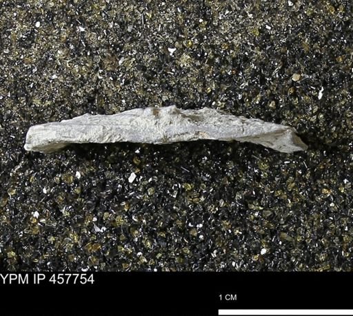 Strophodonta sp.