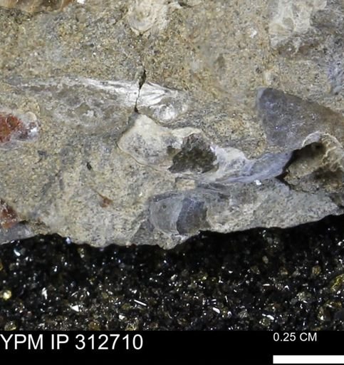 Phelopteria linguaeformis