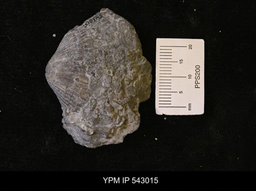 Spinocyrtia?