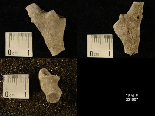 undet. Bryozoa