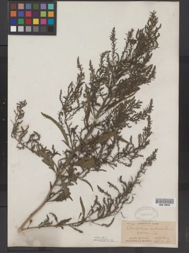 Chenopodium ambrosioides
