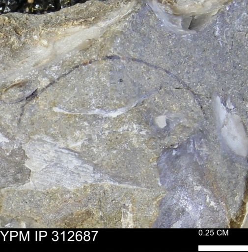 Phelopteria linguaeformis