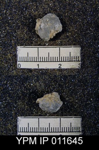 Marginifera cristobalensis