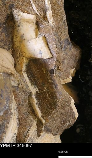 Limopsis striatopunctatus