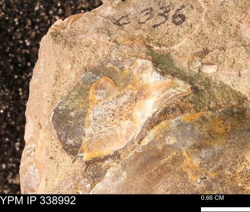 undet. Bivalvia
