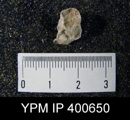undet. Ambocoelioidea