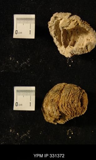 undet. Stromatoporoidea