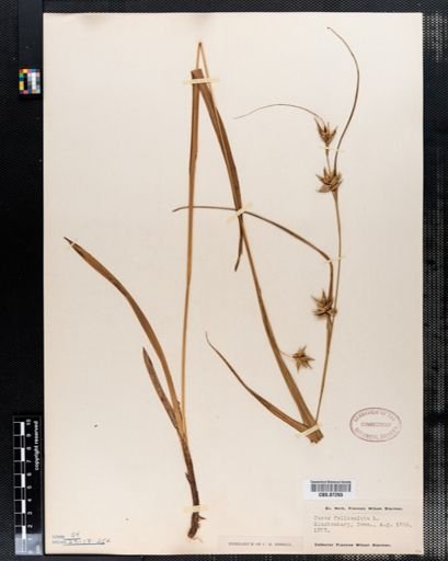 Carex folliculata