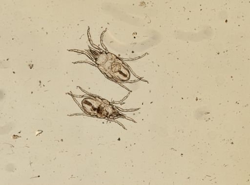 Halacarellus capuzinus