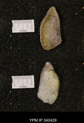 Ostrea glabra