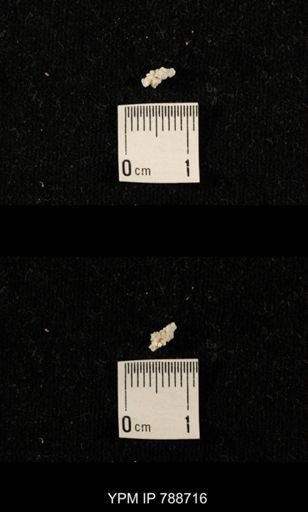 taxon undetermined