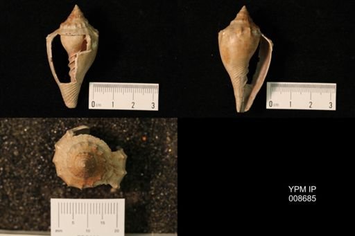 Volutilithes petrosus