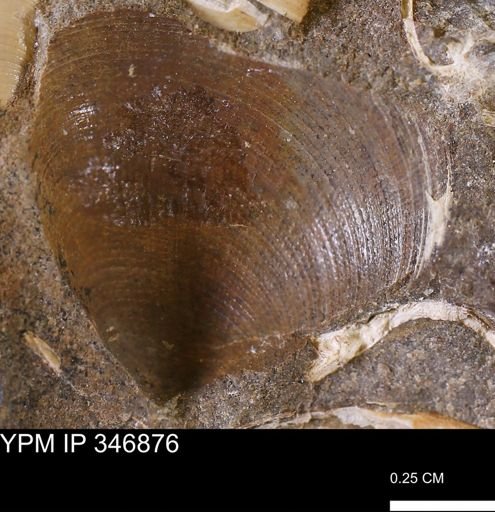 Limopsis striatopunctatus
